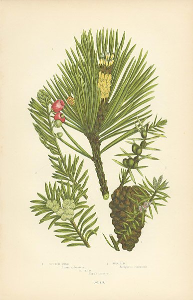 Постер Scotch Pine, Juniper, Yew
