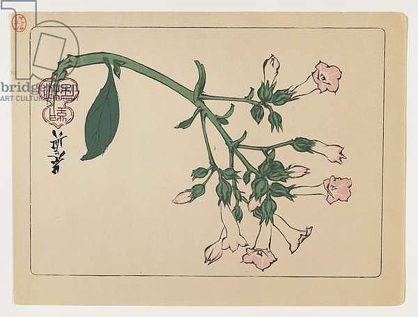 Flowering Plant from the Series Hana Kurabe, c.1880