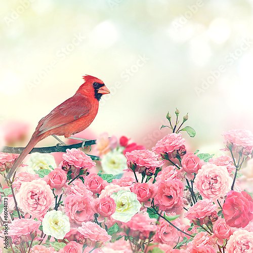 Красный кардинал в розовом саду