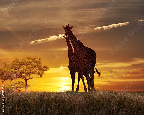 Жирафы на закате 1