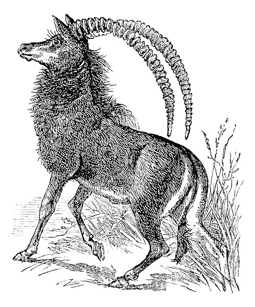 Sable antelope, aigocerus niger or hippotragus niger vintage engraving.