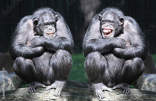 Два смеющихся шимпанзе 