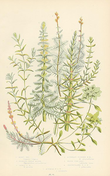 Mares Tail, Whorled Water-milfoll, Spiked w.m., Alternate Flowered w.m., Water Star-wort, Pedunculat