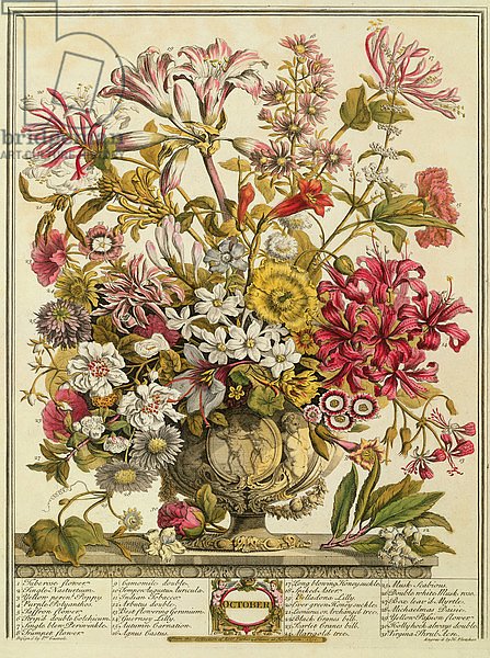 October, from 'Twelve Months of Flowers' by Robert Furber engraved by Henry Fletcher