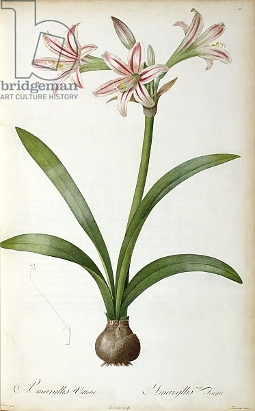Amaryllis Vittata, from `Les Liliacees' by Pierre Redoute, 8 volumes, published 1805-16,