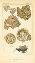 Постер Spherulites foliacia, Calceola heteroclita, Ostrea margaritacea