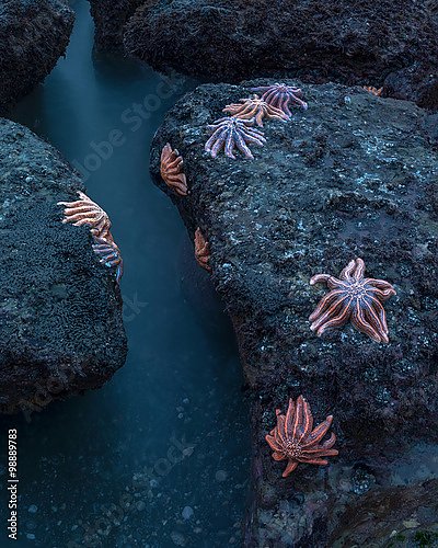 Постер Морские звезды на камнях, Новая Зеландия.