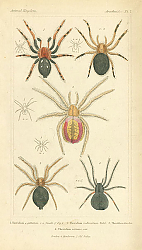 Постер Theridion 4 guttatum, Theridion redimitum, Theridion bicolor, Theridion varians