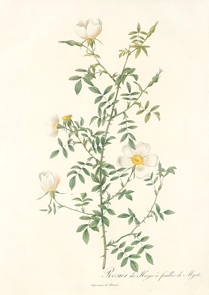 Rosa Sepium Myrti Folia
