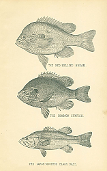 Постер The Red-Bellied Bream, The Common Sunfish, The Large-Mouthed Black Bass 1