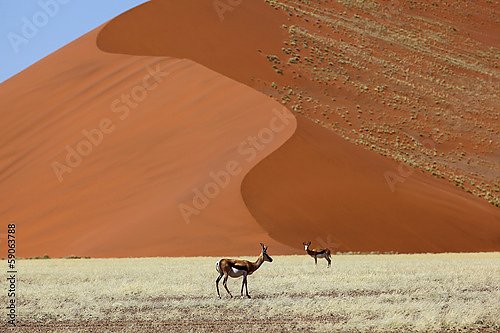 Антилопы на фоне огромной дюны