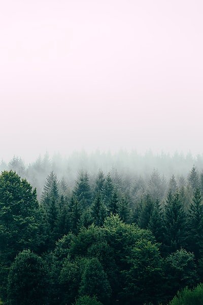 Постер Зеленый хвойный лес в тумане
