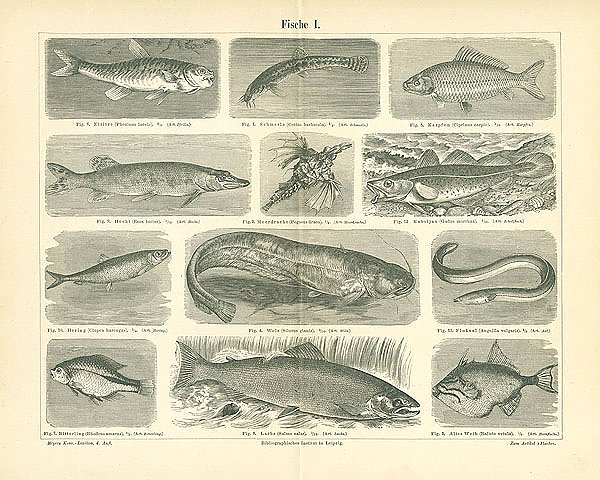 Рыбы I 1