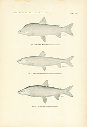 Постер Nelsons's Whitefish, The Round Whitefish, The Inconnu 1