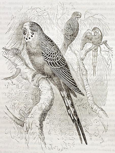 Budgerigar (Melopsittacus undulatus). Created by Kretschmer and Jahrmargt, published on Merveilles d