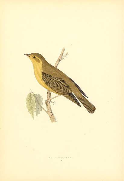Wood Warbler 2