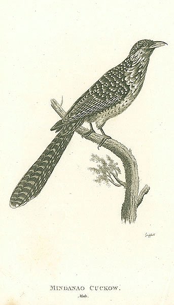 Mindanao Cuckow, male 1