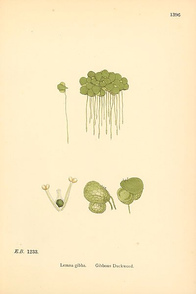 English Botany №227
