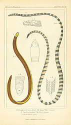 Постер Hydrophis fasciatus Russel, Caecilia bivittata