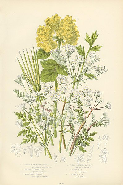 Cornish Bladder-seed, Common Alexanders, Shepherd's Needle, Wild Beaked-parsley, Garden b. p., Commo
