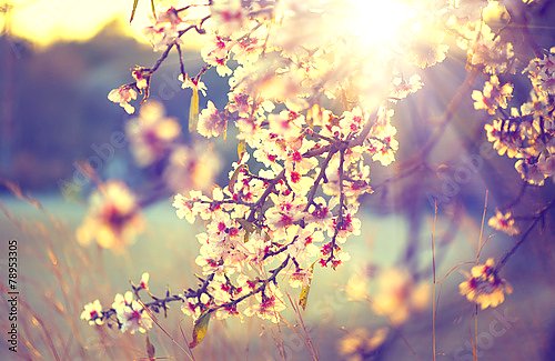 Ветка цветущей вишни в закатных красках