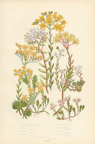 Thick Leaved Stonecrop, English s., White s., Hairy s., Biting Stonecrop, Tasteless Yellow s., Crook