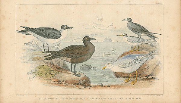 Black Toed Gull, Richardson's Skua, Glaucous, Gull, Black Tern, Lesser Tern
