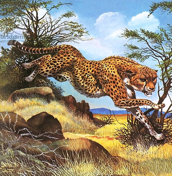 Cheetah running