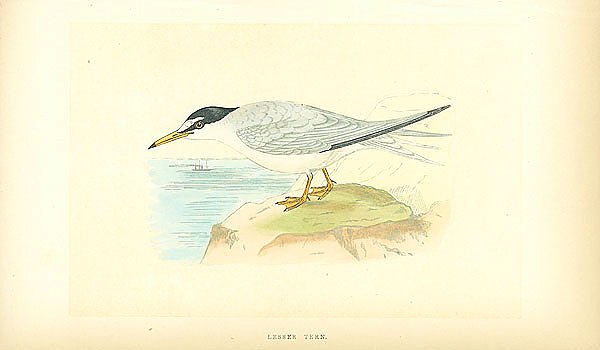 Lesser Tern 1