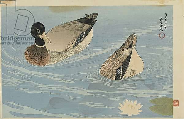Ducks, Taisho era, August 1920