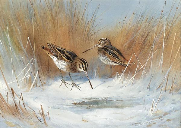 The frost-bound spring, snipe in winter