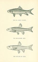 Постер The Big-Jawed Sucker, The Red-Bellied Dace, The Cut-Lips or Chub 1