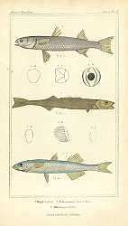 Постер Mugil cephale, Tetragonurus Cuvieri Risso, Afherina presbyter