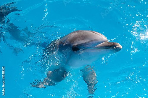 Голова дельфина, глядящего из воды