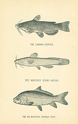 Постер The Common Catfish, The Margined Stone Catfish, The Big-mouthed Buffalo Fish 1