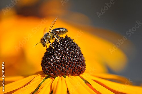 Золотисто-желтый цветок рудбекии с трудолюбивой пчелой