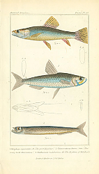 Постер Megalpos cyprinoides, Chirocentrns dentex, Erithrinns malabaricus