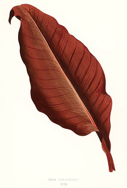 Великолепный одиночный красный лист