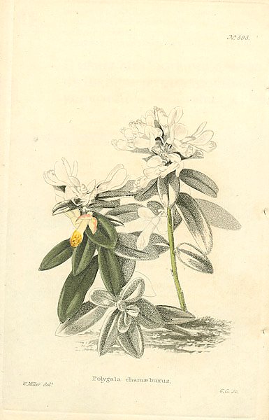 Polygala Chamaebuxus