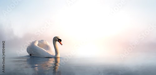 Лебедь на туманном озере