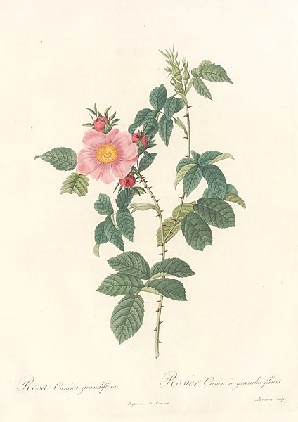 Постер Редюти Пьер Rosa Canina Grandiflora
