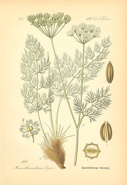 Flora von Deutschland №17