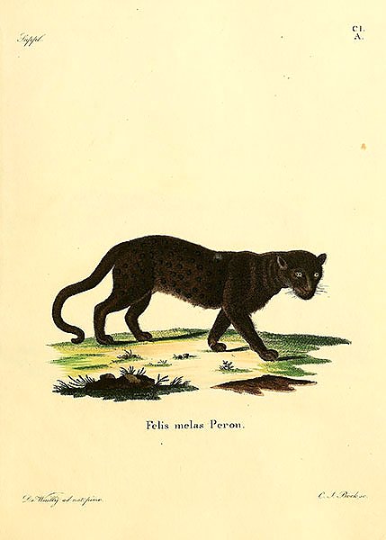 Чёрная пантера 1