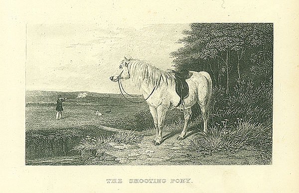 The Shooting Pony