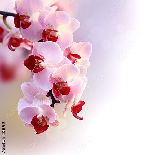 Постер Пурпурная орхидея