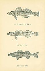 Постер The Tessellated Darter, The Log Perch, The Blue Pike 1