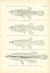 Постер Zygonectes Funduloides, Zygonectes Pulvereus, Zygonectes Jrnkinsi, Zygonectes Notatus 1