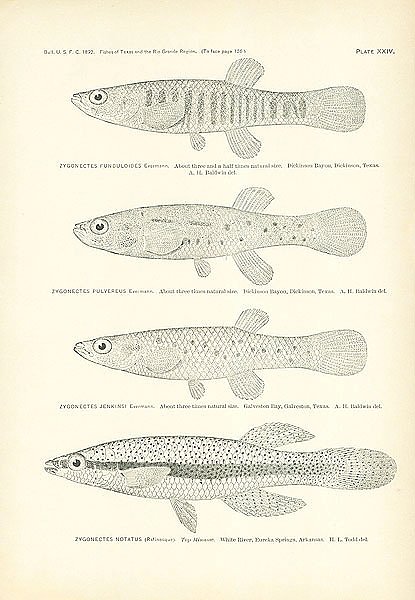 Zygonectes Funduloides, Zygonectes Pulvereus, Zygonectes Jrnkinsi, Zygonectes Notatus 1