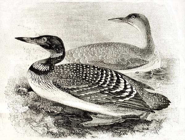 Great Northern Loon (Gavia imber). Published on Magasin Pittoresque, Paris, 1850
