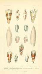 Постер Mollusca №3 1